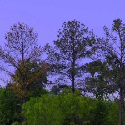 星空XK官方入口