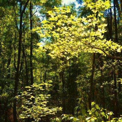 竞彩足球APP官方下载